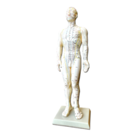 Acupuncture body model, male